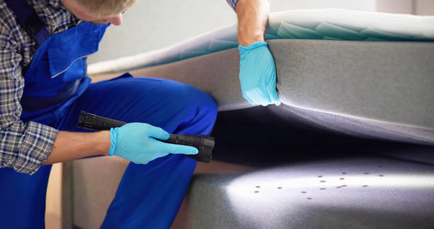 Reliable Ukiah, CA Pest Control Solutions