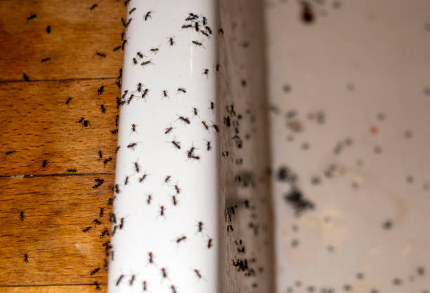 Best Residential Pest Control  in Ukiah, CA