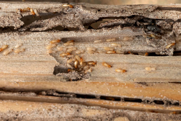 Best Mosquito Control Services  in Ukiah, CA